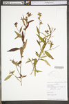 Ludwigia alternifolia