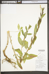 Oenothera biennis