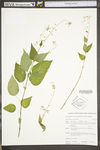 Circaea lutetiana ssp. canadensis