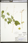 Circaea lutetiana ssp. canadensis