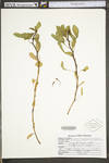 Ludwigia peploides ssp. glabrescens