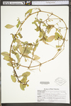 Ludwigia peploides ssp. glabrescens