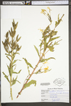 Oenothera biennis