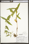 Epilobium ciliatum ssp. ciliatum