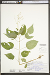 Circaea lutetiana ssp. canadensis