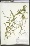 Ludwigia decurrens