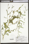 Ludwigia decurrens