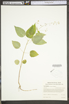 Circaea lutetiana ssp. canadensis