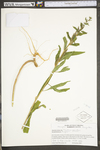 Oenothera parviflora