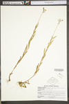 Oenothera perennis