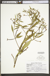 Ludwigia leptocarpa