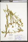 Ludwigia alternifolia