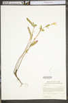 Oenothera parviflora