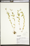 Oenothera perennis