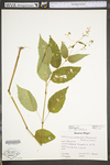 Circaea lutetiana ssp. canadensis