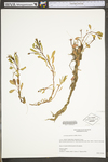 Ludwigia peploides ssp. glabrescens