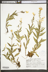 Oenothera fruticosa ssp. glauca