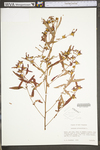 Ludwigia alternifolia