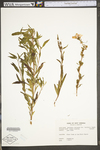 Oenothera fruticosa ssp. glauca