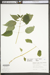 Circaea lutetiana ssp. canadensis