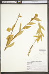 Oenothera fruticosa ssp. glauca