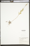 Oenothera fruticosa ssp. glauca