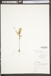 Oenothera perennis