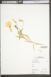 Oenothera argillicola