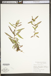 Ludwigia alternifolia