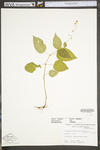 Circaea lutetiana ssp. canadensis