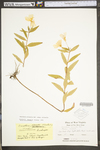 Oenothera pilosella ssp. pilosella