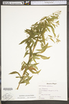 Epilobium ciliatum ssp. ciliatum