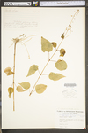 Circaea lutetiana ssp. canadensis