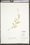 Oenothera fruticosa ssp. glauca