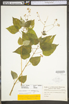 Circaea lutetiana ssp. canadensis