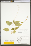 Circaea lutetiana ssp. canadensis