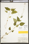 Circaea lutetiana ssp. canadensis