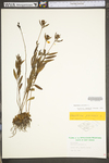 Oenothera perennis