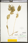 Circaea lutetiana ssp. canadensis