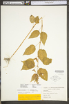 Circaea lutetiana ssp. canadensis