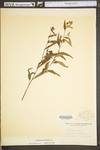 Ludwigia alternifolia