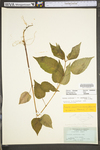 Circaea lutetiana ssp. canadensis