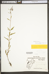 Oenothera perennis