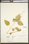 Circaea lutetiana ssp. canadensis