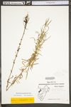 Epilobium leptophyllum