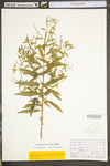 Epilobium coloratum