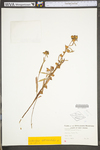 Ludwigia alternifolia