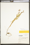 Oenothera perennis