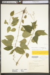 Circaea lutetiana ssp. canadensis