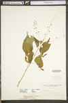 Circaea lutetiana ssp. canadensis